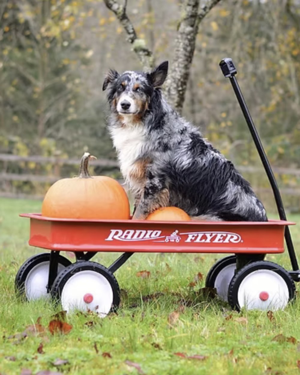 Bear sitting in a red wagon with pumpkins on an autumn afternoon