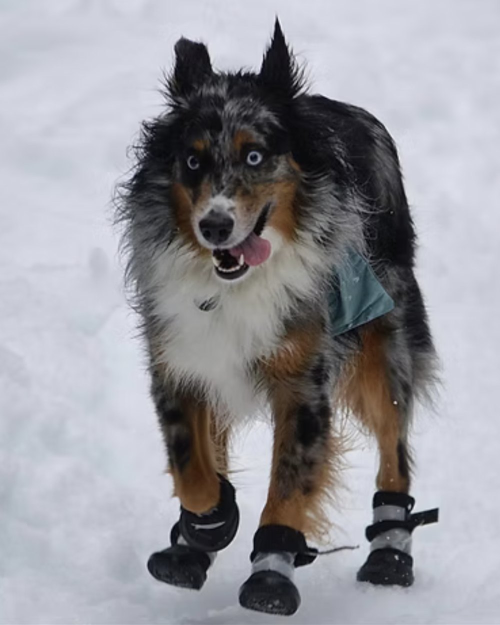 Bear walking through deep snow in booties, tongue out