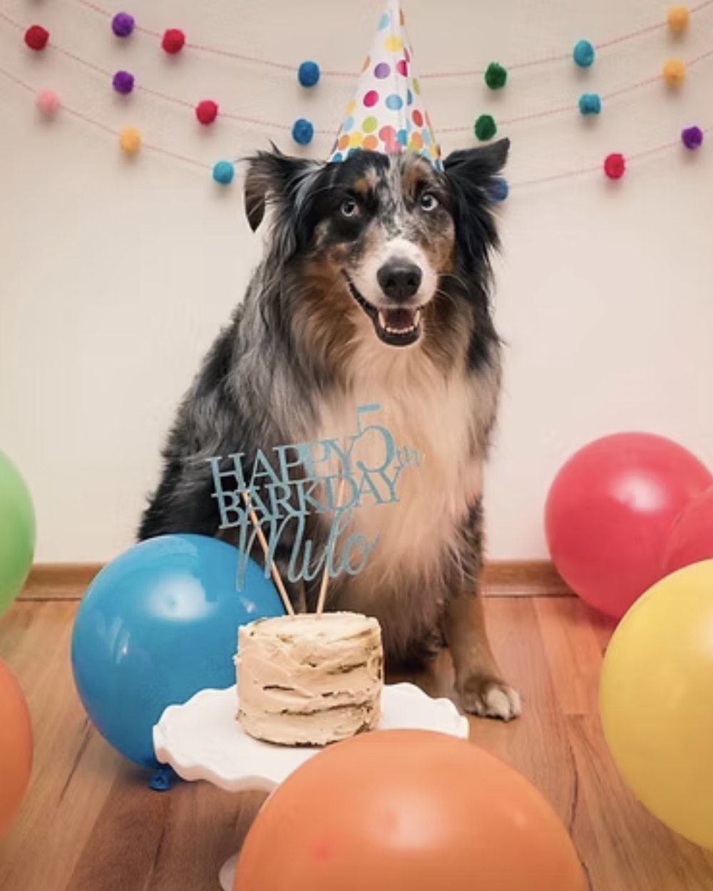 Bear, a blue merle Australian shepherd, in a party hat beside a birthday cake