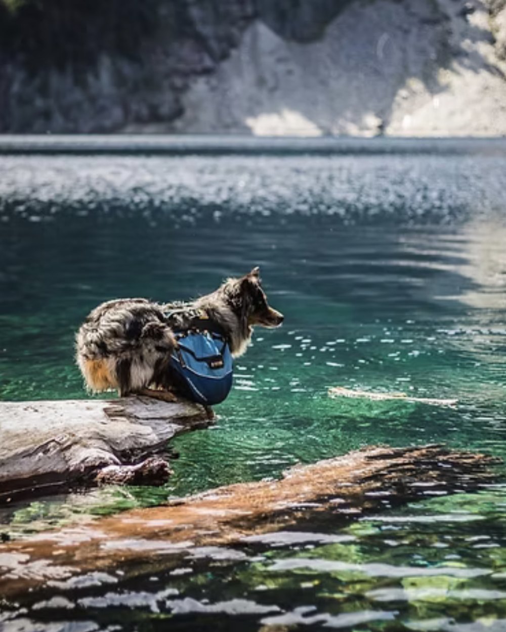 Bear sitting on a log at the edge of an alpine lake, wearing a blue pack